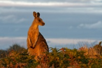 Klokan obrovsky - Macropus giganteus - Eastern Grey Kangaroo 3630